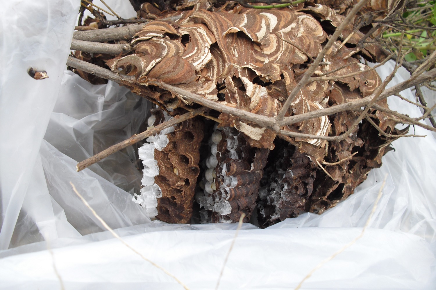 株式会社ライツ