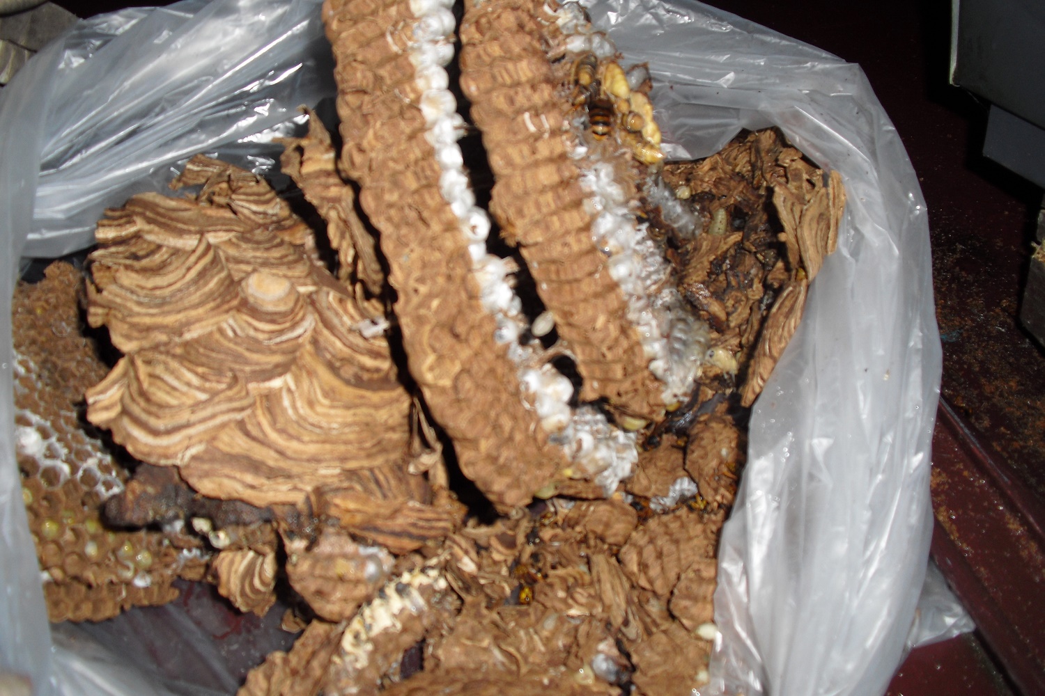 株式会社ライツ